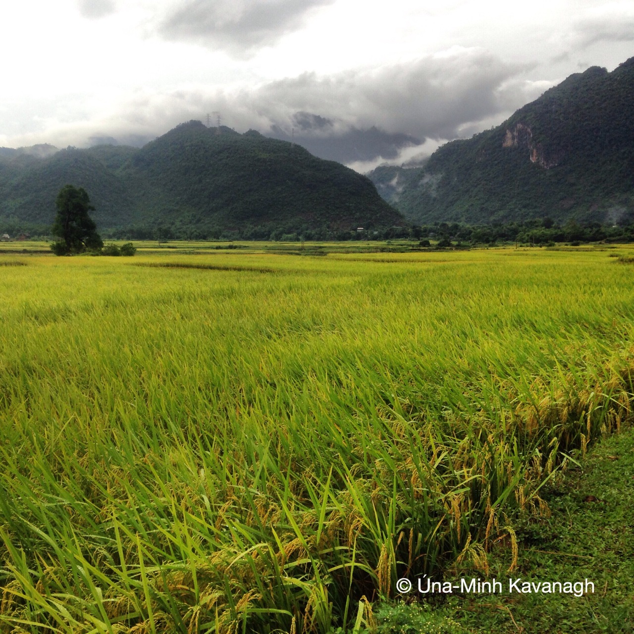 Vietnam Diaries Part Six: From the lush greens of Mai Chau